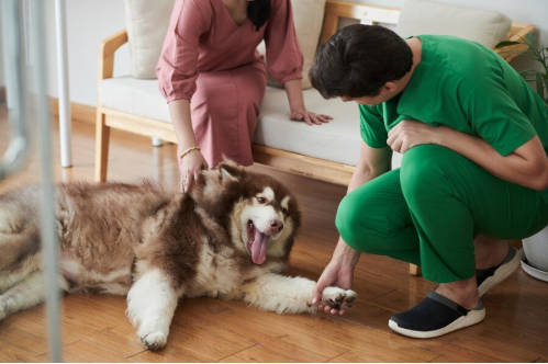 Ensuring Comfort and Safety with Canine Boarding Services